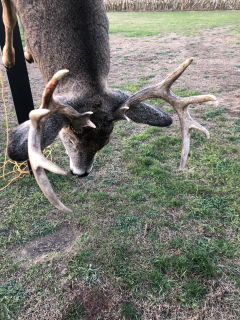 Larry Moskwa of Lincoln bagged his 13 pointer after watching for three months!