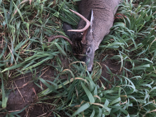 Brian Hauff of Tawas City shot his Grant Twp. 5 point!