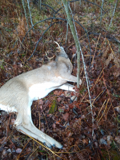 Dave Miller of St Helen bagged an 8 point!