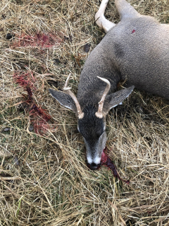 Dennis Frank of East Tawas bagged an Alabaster Twp. 4 point!