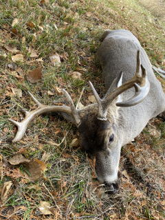 John Teller of Greenbush bagged this 10 point with 17 inch spread.Listening/Streaming Hits Radio and saw this Black River Brut walk in. Watched him on the trail cameras for over 4 years! I got over excited and forgot to put my blind window down. Made the shot. Got the deer and blew out my window! Well worth it!