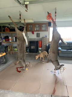 Buford Jones of Turner Displays his 7 point!
