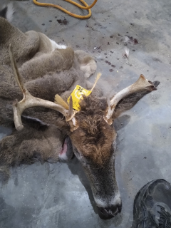 Larry Snyder of Twining gets a 6 point!