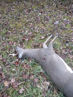 Kenneth Kosal of Barton City shoots a 5 point with a crossbow imbeded in it!