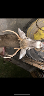 Dallas Sheehan of Prescott Displays his 4 point!