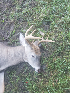 Terry Wolf of Oscoda nails an 8 point in Oscoda Township!  About to fall asleep, deer walked under me literally, had to scramble to get bow ready , deer continued to walk straight away,no shot. Finally he got about 40yds away and turned , I fired , he dropped right there , no tracking. Turns out ,the arrow went in ,deflected upward and hit the spine. Beautiful 8pt with a 13 and a half inch spread. 