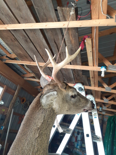 Tom Histed of Bay City Bagged his 6 point in Ogemaw County!