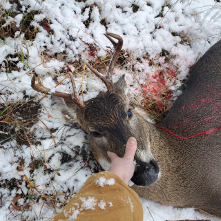 Corey Farmer Of Mikado bagged a 6 point in Grayling!