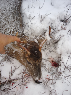 Dave Miller of St Helen Bagged a Richfield Township 4 point!