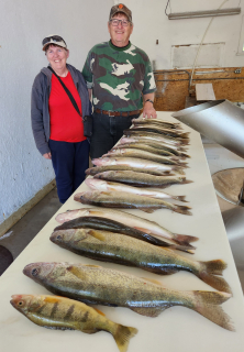 Richard Michalak of Tawas City with his Walleye catch on Saginaw Bay out of AuGres!