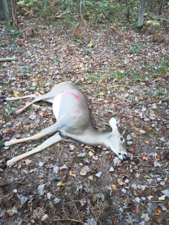Pat Minney .(Not in Picture/reguired) of East Tawas bagged a Doe!