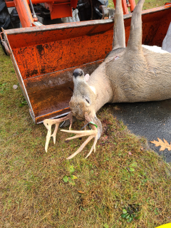 Arnold Hensome (not in picture/required) bagged a 12 point in Hale!