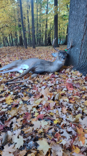 Richard Palmer (not in picture/required) From Vassar Bagged his 7 Point in Alcona County!