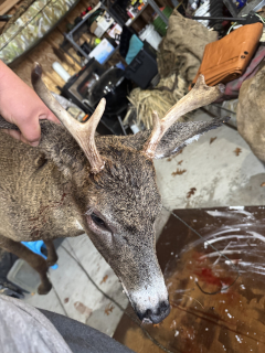 Issac Smith (not pictured/required) from Gaylord bagged a 4 Point in Arenac County!