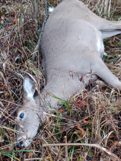 Robert Zacharias (not in picture/required) from Oscoda Bagged his Doe in Alcona County!